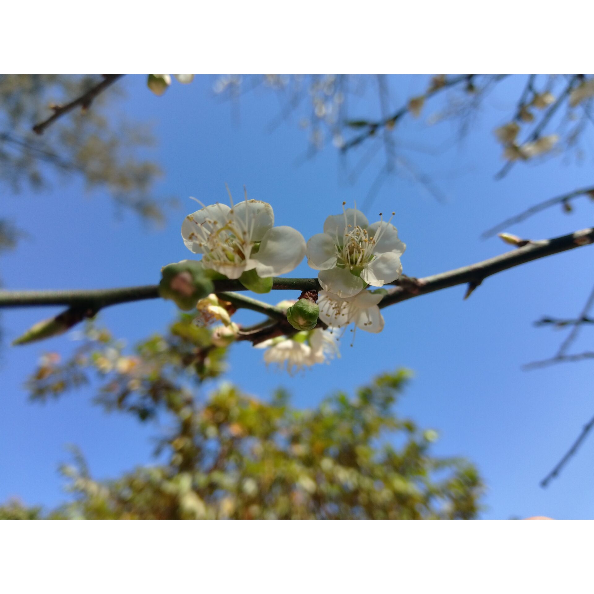 Blüten, Blüte, Ast, Baumzweig, Weiße Blüte