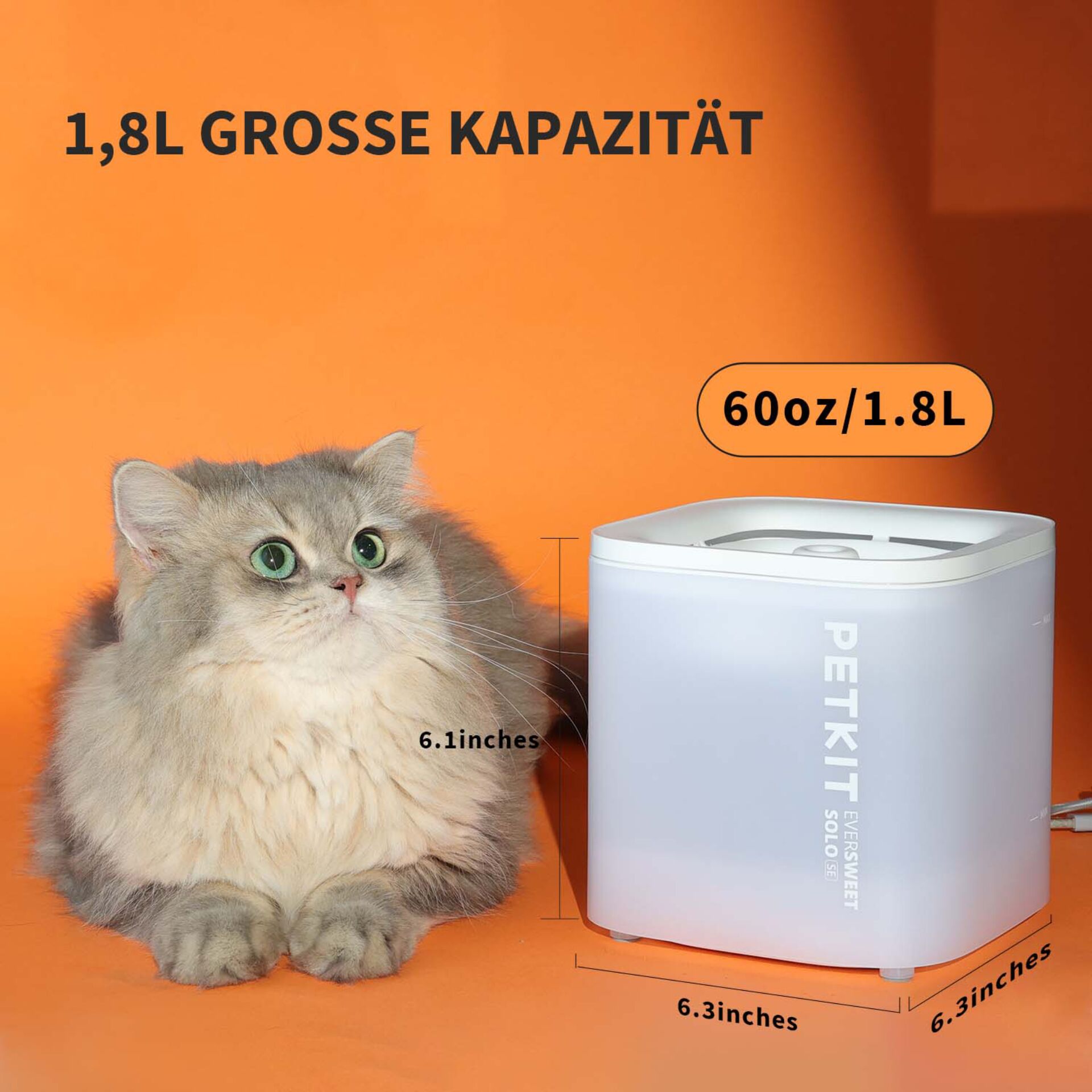 Tier, Katze, Säugetier, Haustier