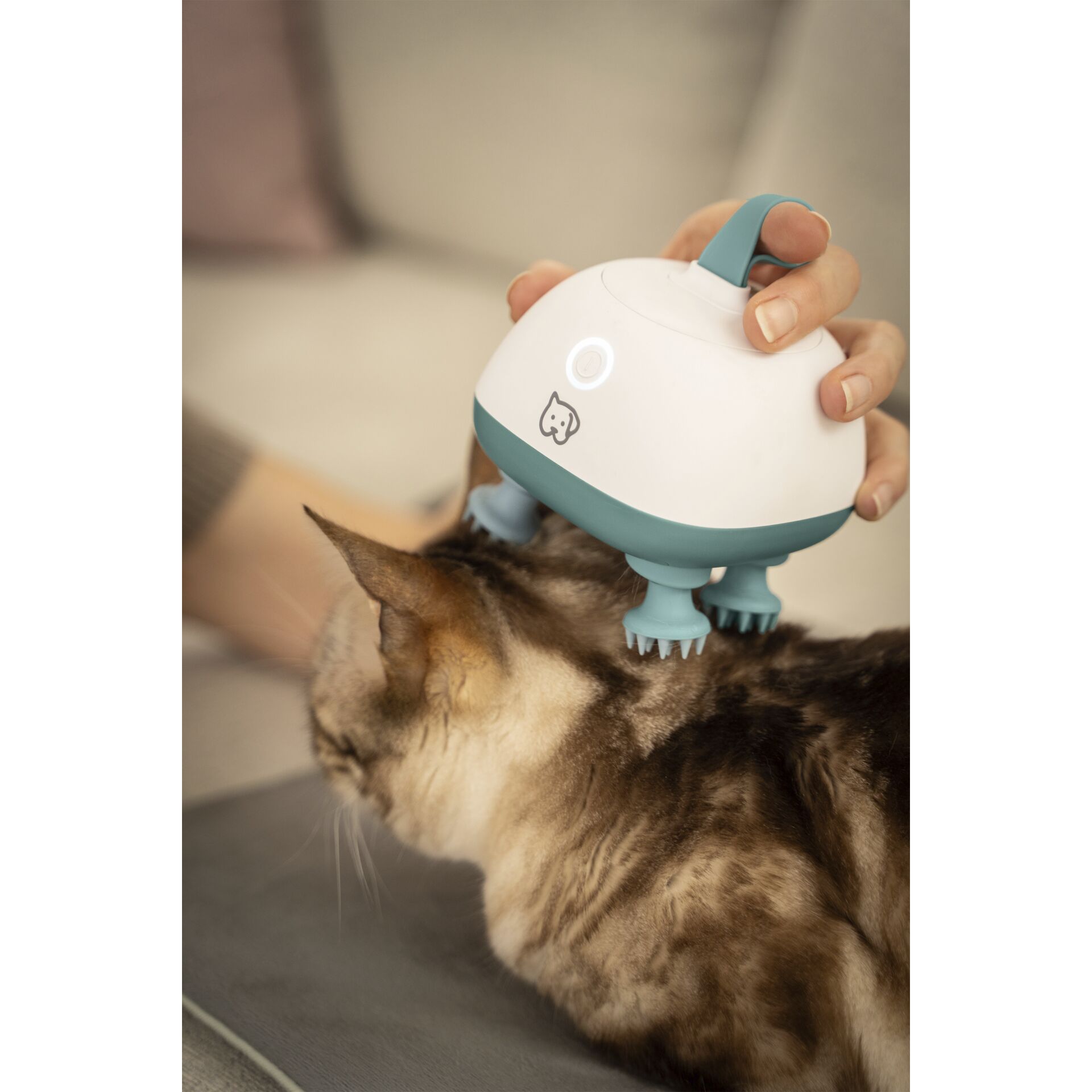 Bekleidung, Schutzhelm, Helm, Katze, Haustier
