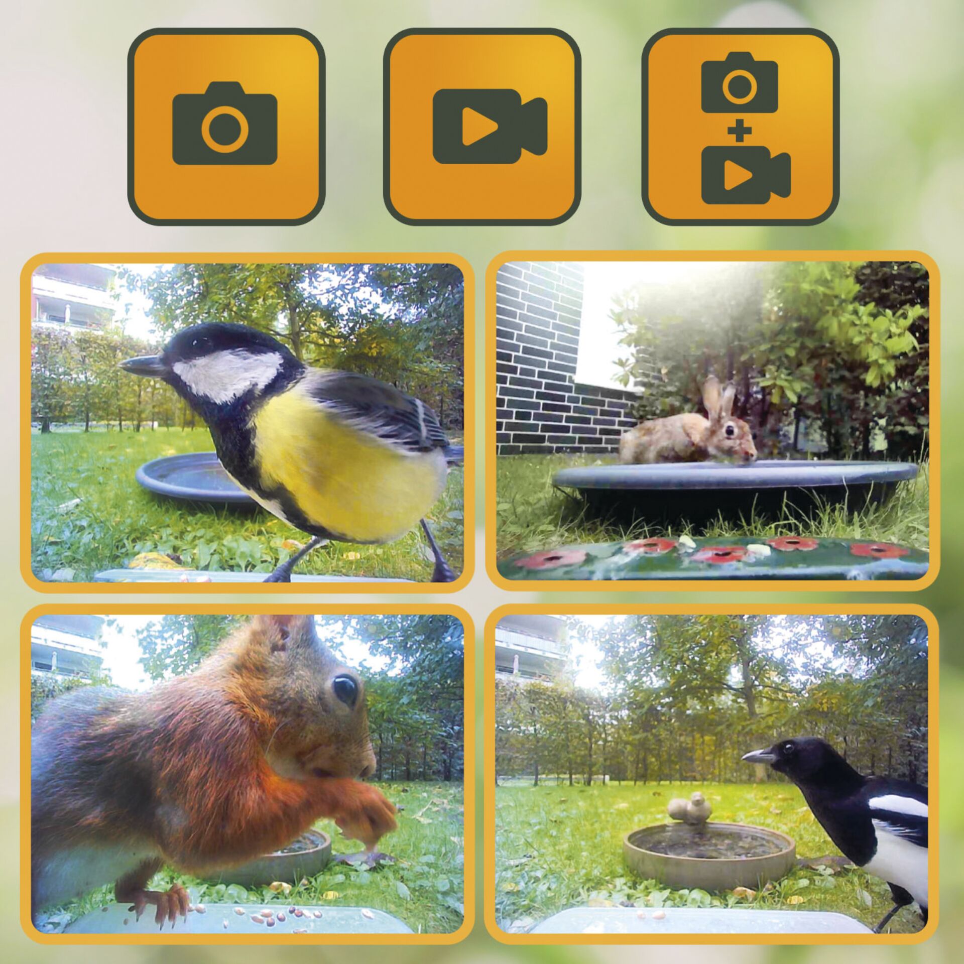 Schnabel, Vogel, Collage, Gras, Zoo